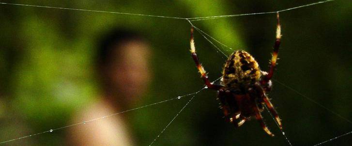 Curiosidades de la naturaleza: miedo racional