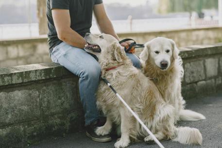 El Gobierno asegura acceso universal a espacios públicos para personas con discapacidad y sus perros de asistencia